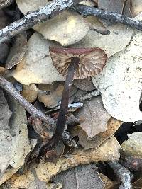 Gymnopus brassicolens var. brassicolens image