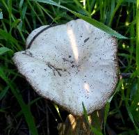 Marasmius albogriseus image