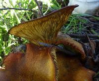 Omphalotus olivascens image