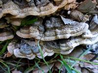 Trametes versicolor image