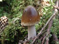 Amanita vaginata image