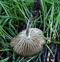 Marasmius albogriseus image