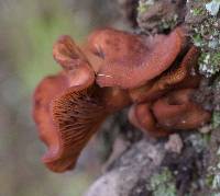 Lactarius rubidus image