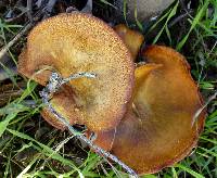 Omphalotus olivascens image