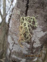 Evernia prunastri image