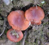 Lactarius rubidus image