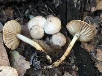Marasmius albogriseus image