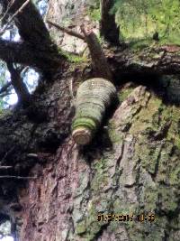 Fomitopsis officinalis image