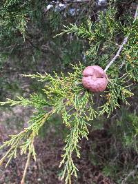 Gymnosporangium juniperi-virginianae image