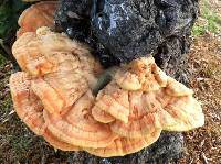 Laetiporus gilbertsonii image