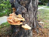 Laetiporus gilbertsonii image