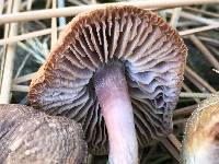 Mycena pura image