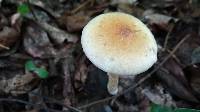 Psilocybe cubensis image