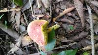 Boletus rubellus image