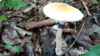 Psilocybe cubensis image