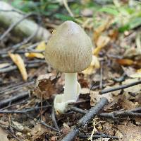 Amanita vaginata image