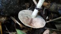 Psilocybe cubensis image