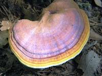 Ganoderma curtisii image