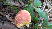 Boletus rubellus image