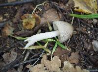 Amanita vaginata image