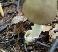 Amanita vaginata image