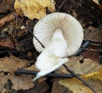 Amanita vaginata image