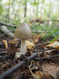 Amanita vaginata image