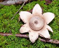 Geastrum fimbriatum image