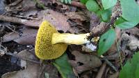 Boletus rubellus image