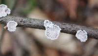 Schizophyllum commune image