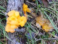 Tremella aurantia image