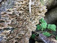 Trametes versicolor image