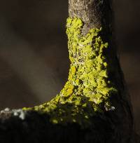 Candelaria fibrosa image