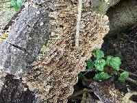 Trametes versicolor image