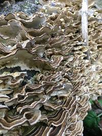 Trametes versicolor image