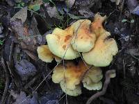 Hypholoma fasciculare image