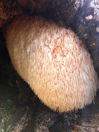 Hericium erinaceus image