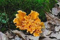 Cantharellus lateritius image