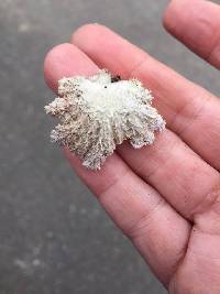 Schizophyllum commune image