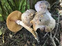 Armillaria mellea image