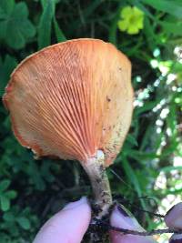 Hygrophoropsis aurantiaca image