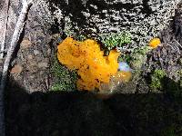 Tremella aurantia image