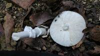 Amanita bisporigera image