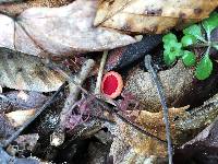 Sarcoscypha coccinea image