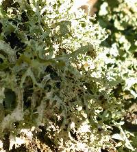 Evernia prunastri image