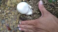 Amanita bisporigera image