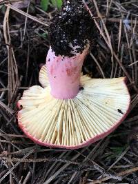 Russula sanguinaria image