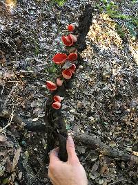 Sarcoscypha coccinea image