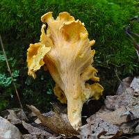 Cantharellus lateritius image