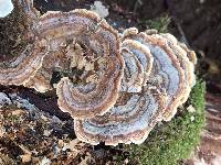 Trametes versicolor image